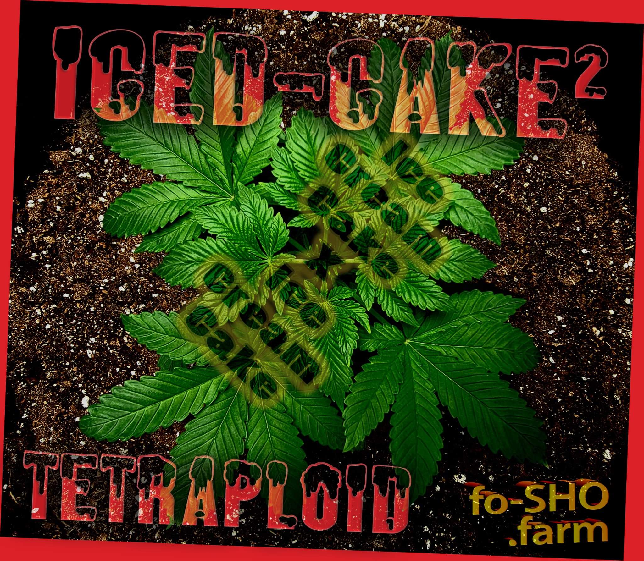 Tetraploid Cannabis Plant