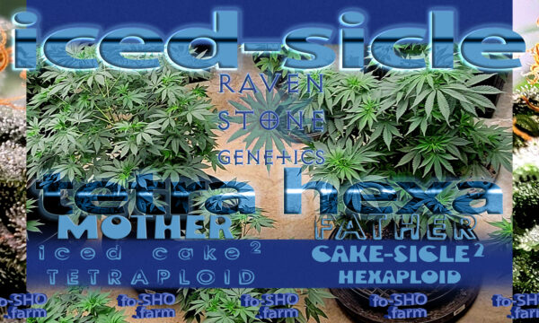 ICED CAKED SICLE - 6 - Cannabis Seeds - Image 6