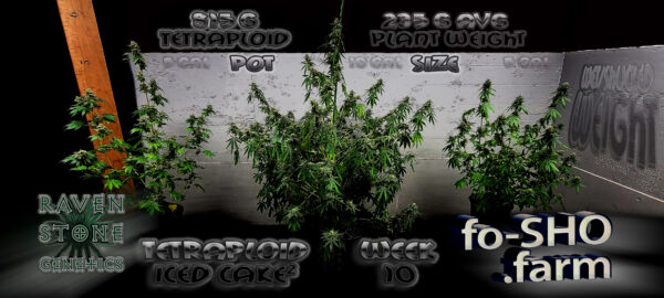 ICED CAKED SICLE - 6 - Cannabis Seeds - Image 7