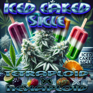 ICED CAKED SICLE - 6 - Cannabis Seeds